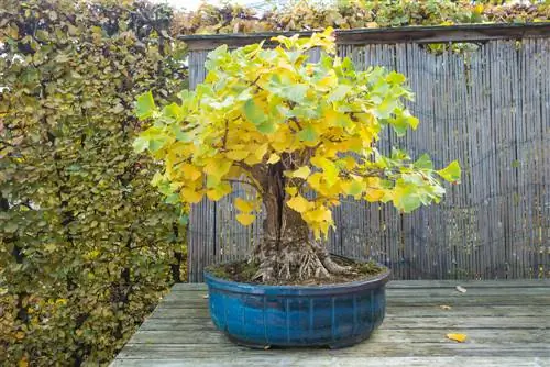 Ginkgoboom op het balkon: hoe verzorg je hem goed?