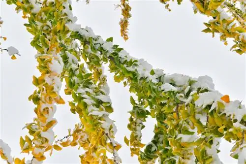 Ginkgo in die winter: gehardheid en beskermende maatreëls