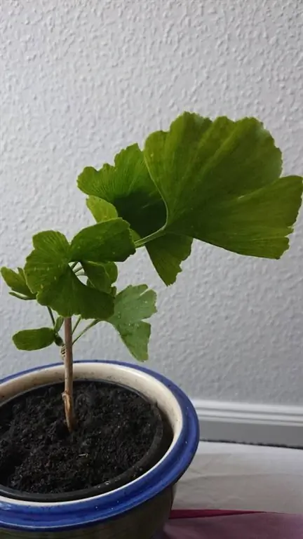 ginkgo cuttings