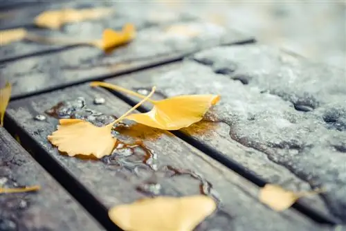 Ginkgo in inverno: misure protettive e istruzioni per la cura