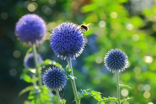 Cardo no jardim: perfil e dicas de cuidados