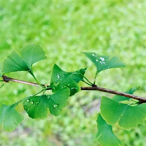 ginko daraxtining joylashuvi