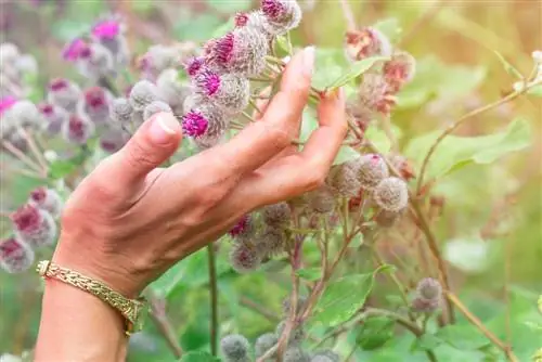 Bağda Thistle problemi? Onları necə effektiv şəkildə aradan qaldırmaq olar