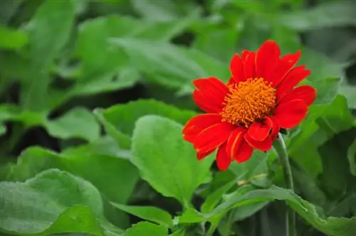 mucegaiul gerbera