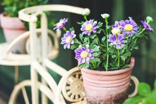 gerbera-ইন-পাত্র