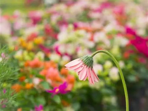 gerbera-feuilles-tête-pendue