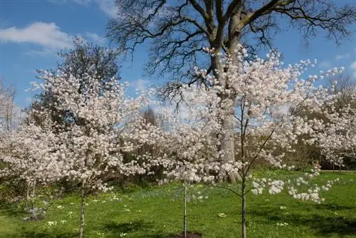 przesadzanie gruszki skalnej