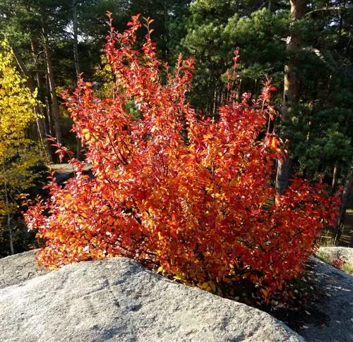 rock pear bush