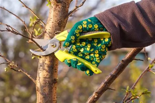 taiere coloana de prune