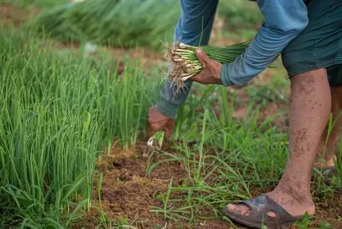 spring onion cutting