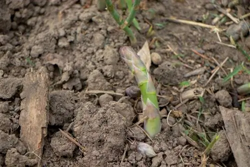 pagtatanim ng berdeng asparagus