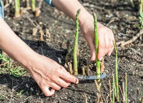 oogsttijd van groene asperges