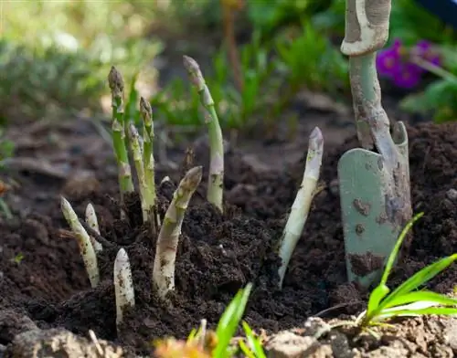 green asparagus fertilizer