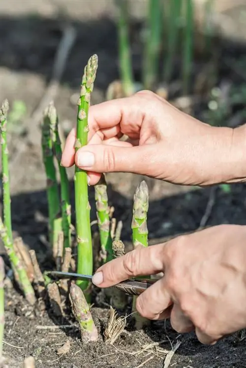 groene asperges snijden