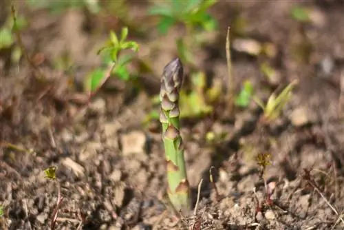 how-do-green-asparagus grow