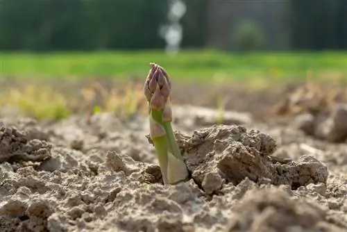 verzorging van de groene aspergeteelt