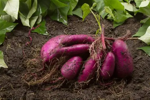 raccolta delle patate dolci