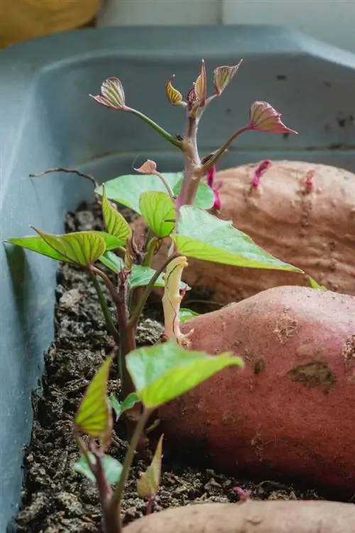 plantas de batata