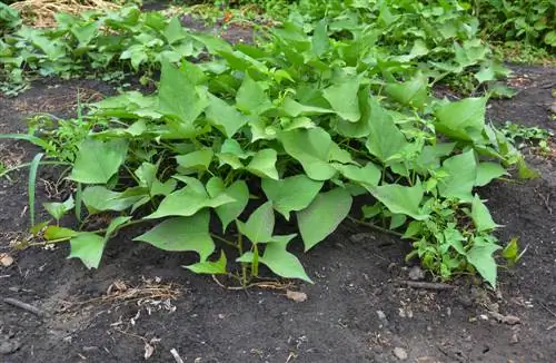 sweet potato cultivation