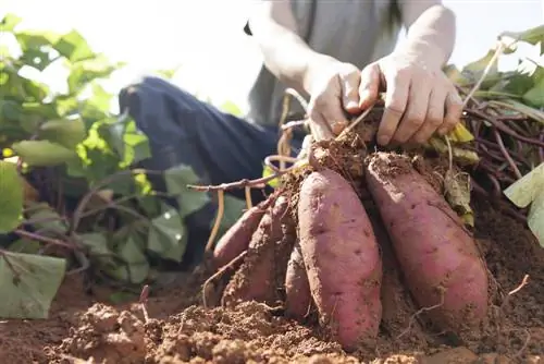 Oogsttijd van zoete aardappelen