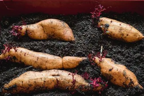 zoete aardappelplant overwinteren