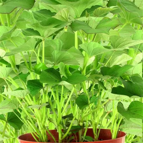 Plant de patate douce sur le balcon : Voici comment ça marche en seau