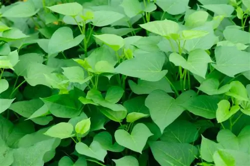 Sweet potato care: tips for a productive harvest