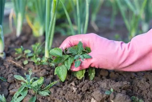 males herbes al llit de verdures