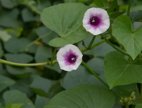 sweet potato seeds