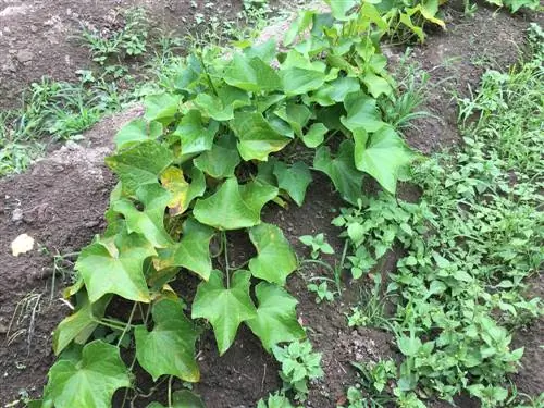 Growing sweet potatoes: Which location is ideal?