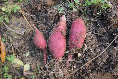 Sweet potato varieties: Discover the diverse selection