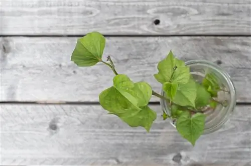 Sweet potato cuttings: How to propagate your plants