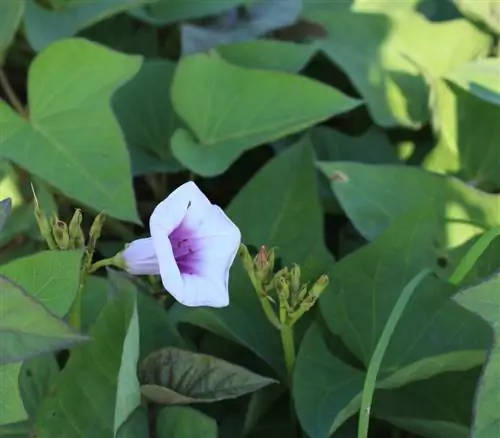 Sweet potato as an ornamental plant: aesthetics and harvest combined