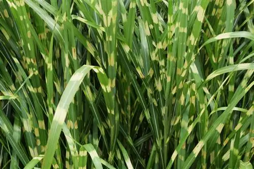 Overwintering zebra grass: This way it stays beautiful even in winter