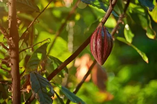 Perfil da planta de cacau