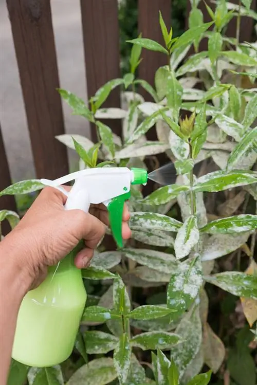 Fight mildew effectively: chemical vs. biological agents