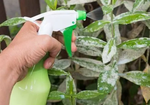 Mildew plague in the garden? This is how milk helps