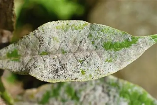 Olio di Neem contro la muffa: uso efficace e consigli sul dosaggio