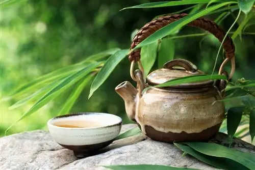 Bamboo as a medicinal plant: benefits and uses