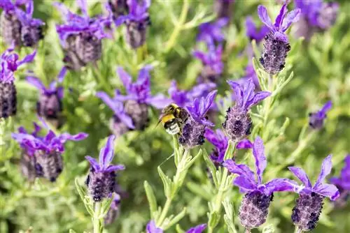 Lavanda crestata: coltivazione, cura e utilizzo in giardino