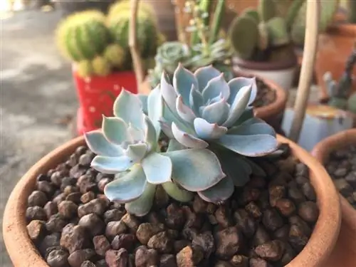 echeveria