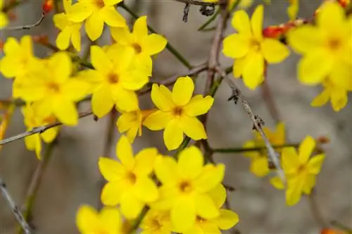 Winter Jasmine: Early flowering shrub for your garden