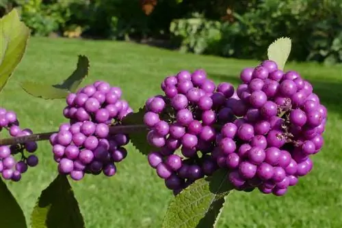 De liefdesparelstruik planten en verzorgen: tips en trucs