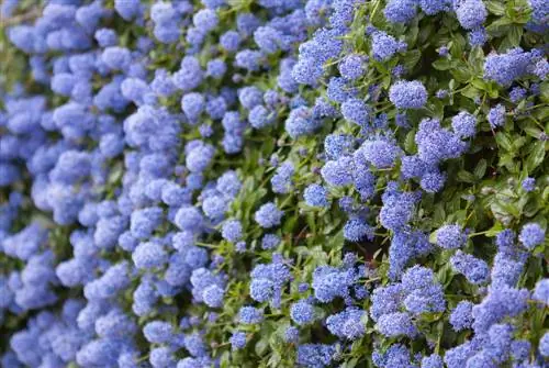 Flor de saco: una joya con carácter lila en el jardín