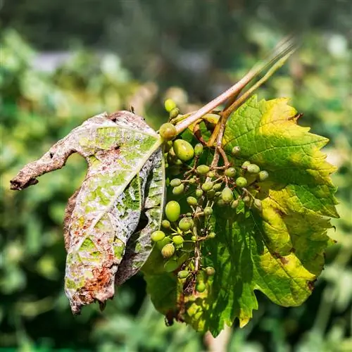 բորբոս-խաղող-ուտելի