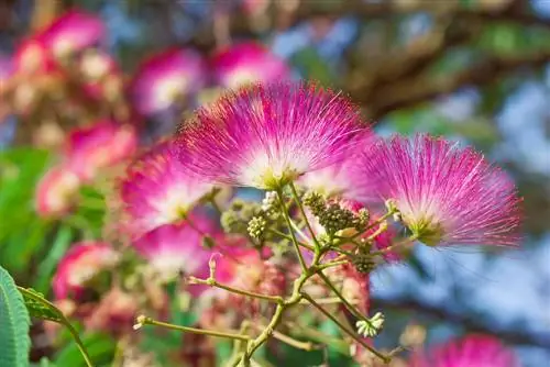 Albizia julibrissin: Lahat tungkol sa kakaibang silk tree