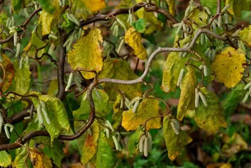 Corkscrew Hazel: nega, lokacija in koristne informacije