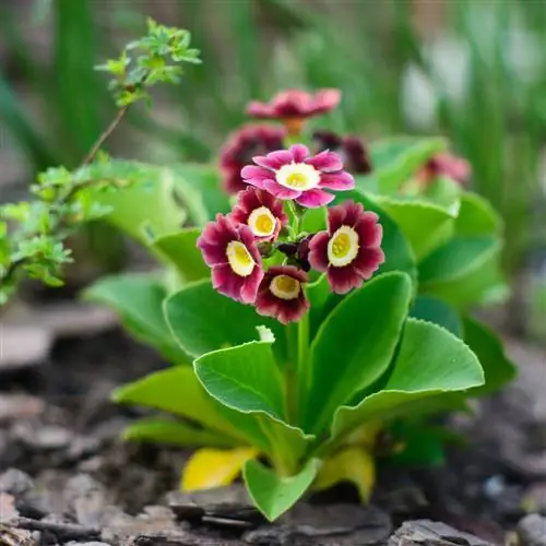 Aurícula: Linda planta alpina para o jardim