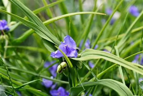 Tradescantia: Багуу, көбөйтүү жана үч негизги гүлдүн түрлөрү