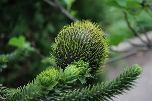 Araucaria: Ta hand om exotiska prydnadsgranar på rätt sätt